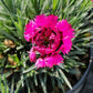 Dianthus FRUIT PUNCH® 'Spiked Punch'