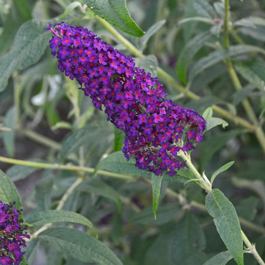 BUDDLEIA MONARCH `DARK DYNASTY`