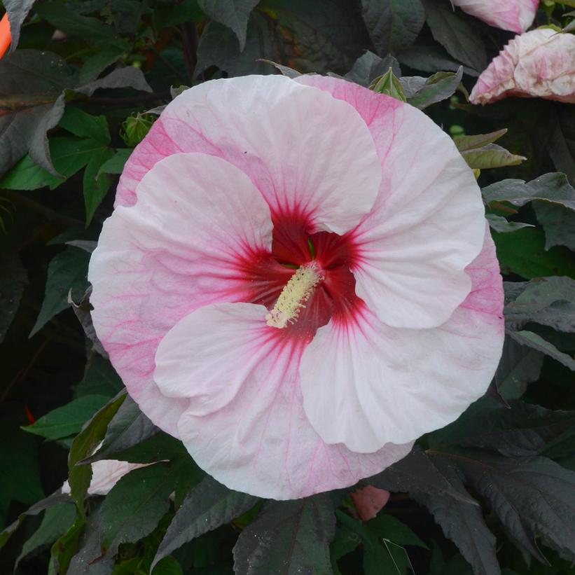 HIBISCUS SUMMERIFIC `PERFECT STORM`