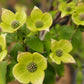 CORNUS X `CELESTIAL`