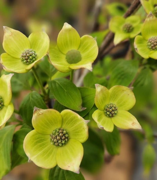 CORNUS X `CELESTIAL`