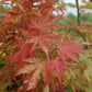 ACER PALMATUM `PEACHES & CREAM`