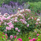 ROSA `OLIVIA ROSE AUSTIN`
