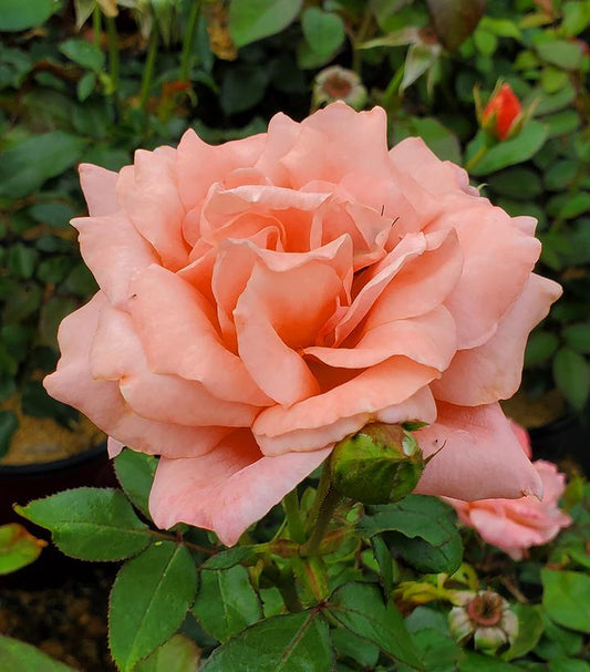 ROSA EE `SWEET FRAGRANCE`