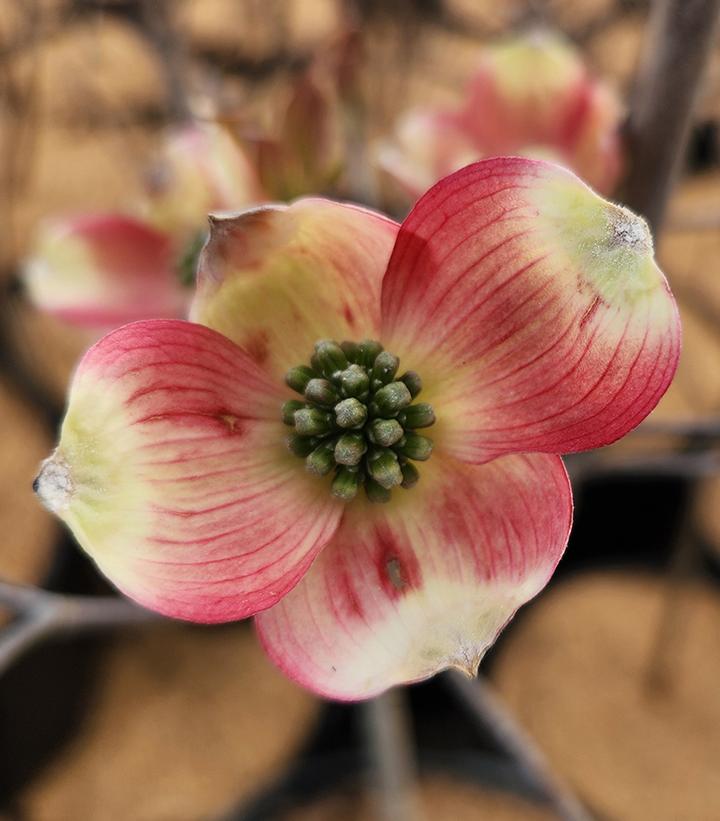 CORNUS FLORIDA `CHEROKEE BRAVE`