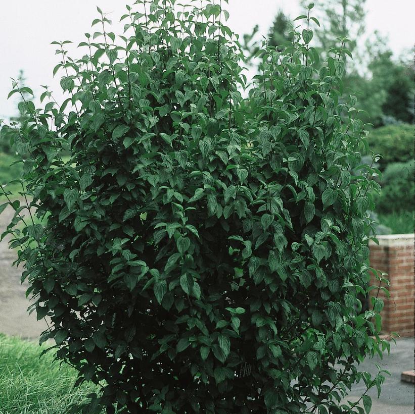 CORNUS MAS `GOLDEN GLORY` - CLUMP