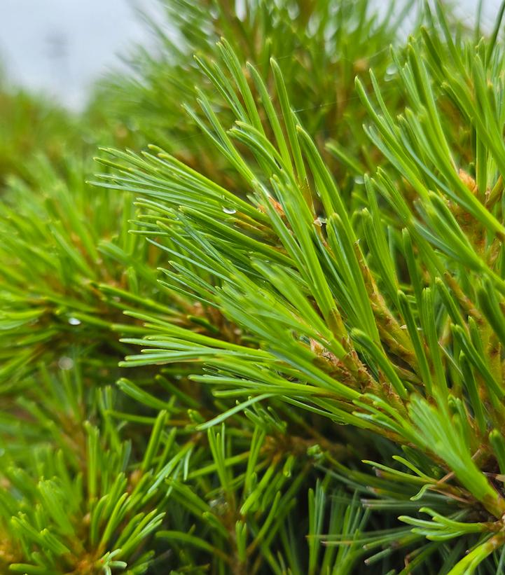 PINUS STROBUS `NIAGARA FALLS`