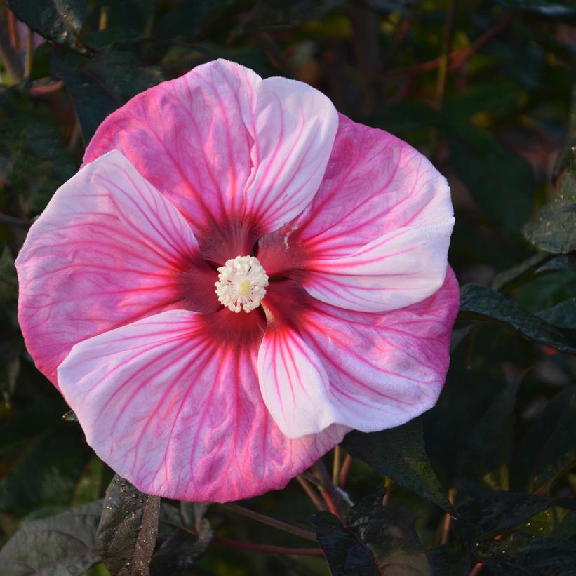 HIBISCUS SUMMERIFIC `CHERRY CHOCO LATTE`