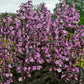 PENSTEMON `MIDNIGHT MASQUERADE`