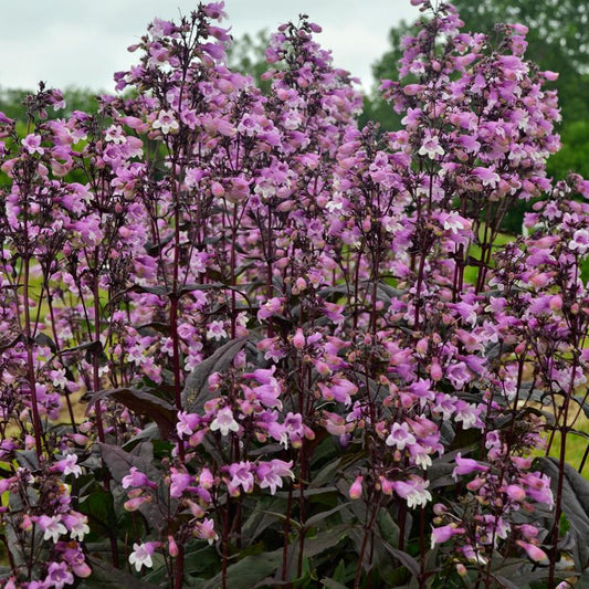 PENSTEMON `MIDNIGHT MASQUERADE`