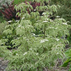 CORNUS KOUSA `WOLF EYES`
