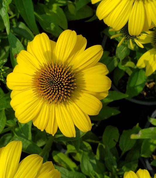 ECHINACEA SOMBRERO `LEMON YELLOW II`