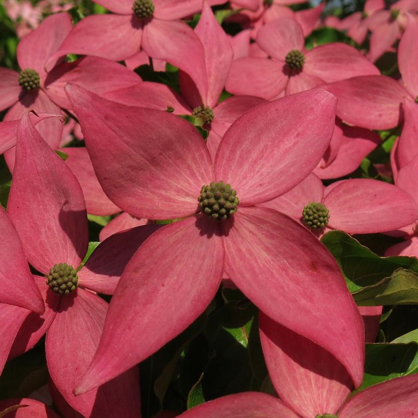 CORNUS k. Scarlet Fire-Kousa dogwood