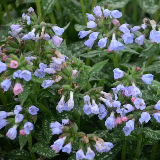 PULMONARIA `TWINKLE TOES`