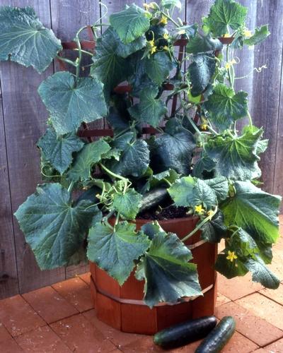 CUCUMBER `SALAD BUSH`