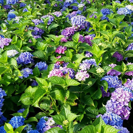 HYDRANGEA M `BLUE SUNSET` - FORCED