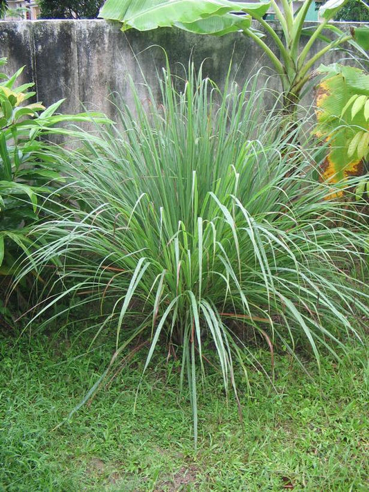 CYMBOPOGON CITRATUS - LEMONGRASS