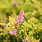 CALLUNA VULGARIS `BLAZEAWAY`