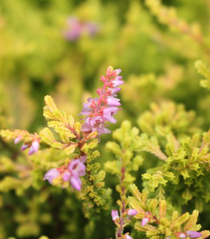 CALLUNA VULGARIS `BLAZEAWAY`