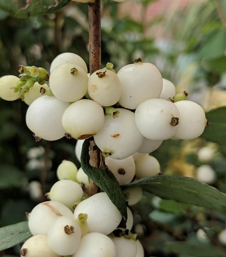 SYMPHORICARPOS MAGICAL `AVALANCHE`