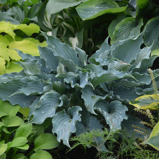 HOSTA SHADOWLAND `WATERSLIDE`