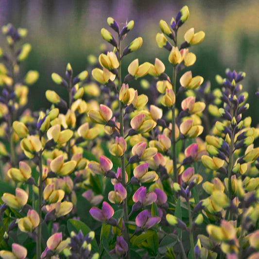 BAPTISIA DECADENCE `PINK LEMONADE`