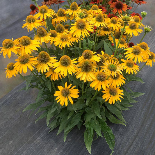 ECHINACEA KISMET `YELLOW`