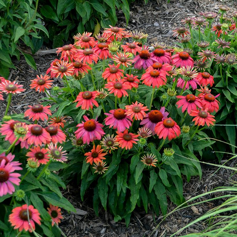 ECHINACEA SUMMERSONG FIREFINCH