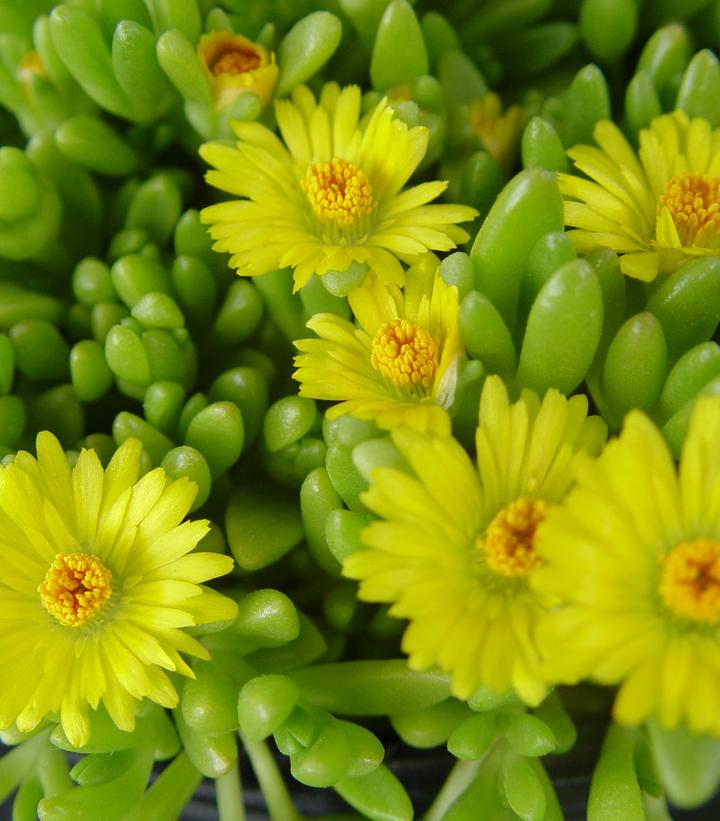 DELOSPERMA NUBIGENA - 3`` POT