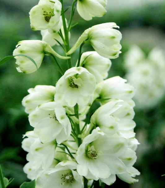 DELPHINIUM ELATUM `GUARDIAN WHITE`