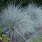 HELICTOTRICHON SEMPERVIRENS `SAPPHIRE`