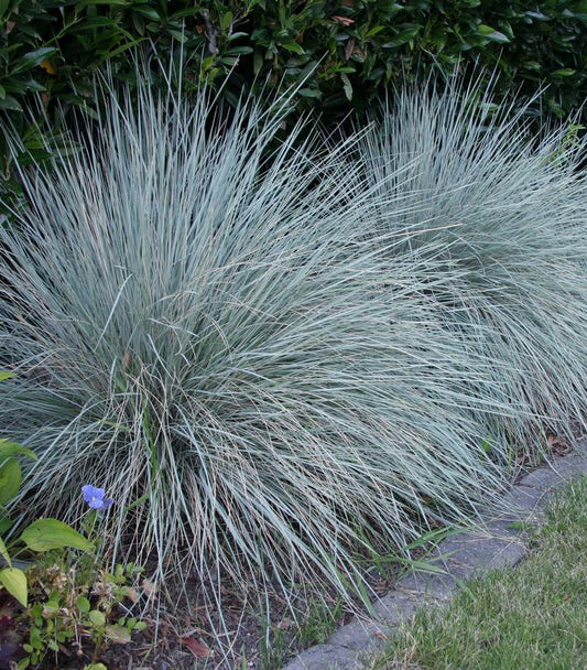 HELICTOTRICHON SEMPERVIRENS `SAPPHIRE`