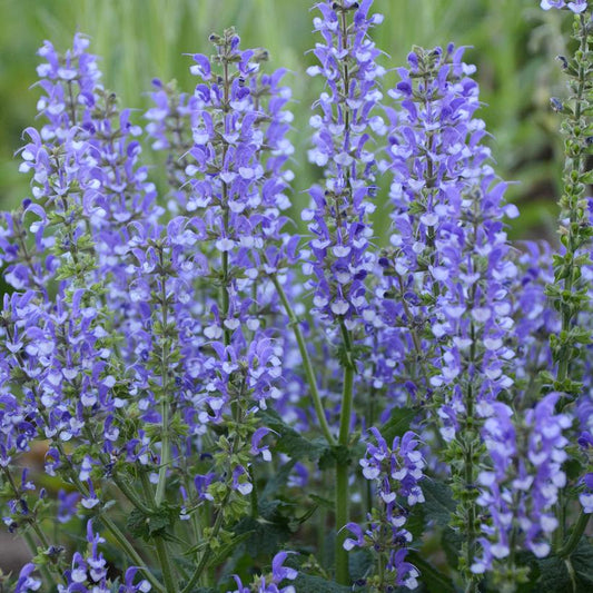 SALVIA COLOR SPIRES `AZURE SNOW`