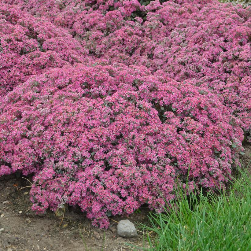 SEDUM ROCK `N ROUND `POPSTAR`