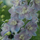 DELPHINIUM ELATUM `GUARDIAN LAVENDER`
