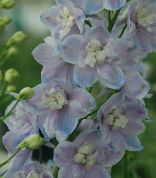 DELPHINIUM ELATUM `GUARDIAN LAVENDER`