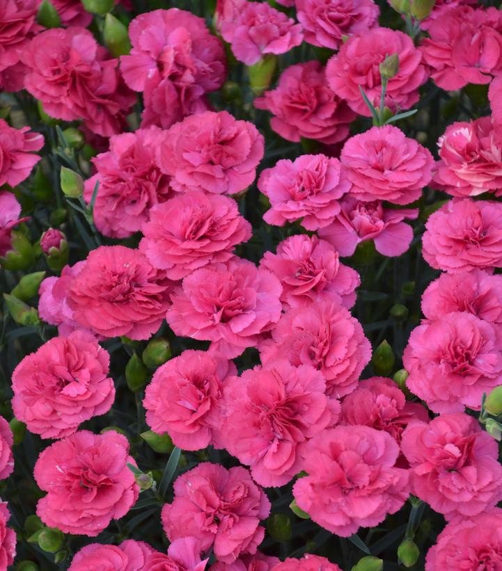 DIANTHUS PRETTY POPPERS `DOUBLE BUBBLE`