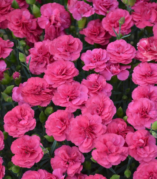 DIANTHUS PRETTY POPPERS `DOUBLE BUBBLE`