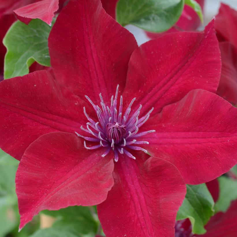 CLEMATIS `NUBIA` (MUST SLEEVE)