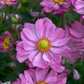ANEMONE `CURTAIN CALL PINK`