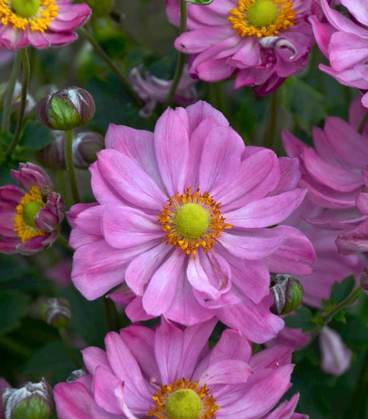 ANEMONE `CURTAIN CALL PINK`