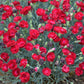 DIANTHUS PRETTY POPPERS `ELECTRIC RED`