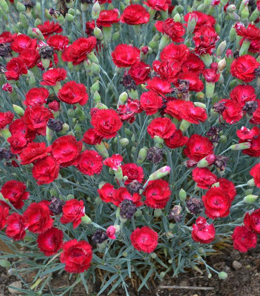 DIANTHUS PRETTY POPPERS `ELECTRIC RED`