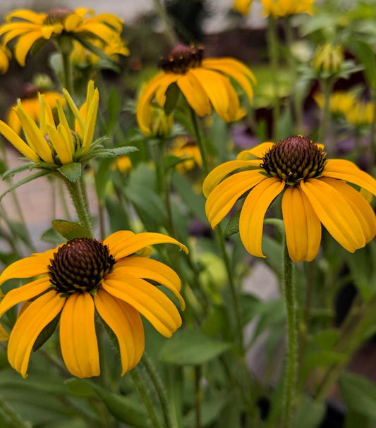 RUDBECKIA X `AMERICAN GOLD RUSH`
