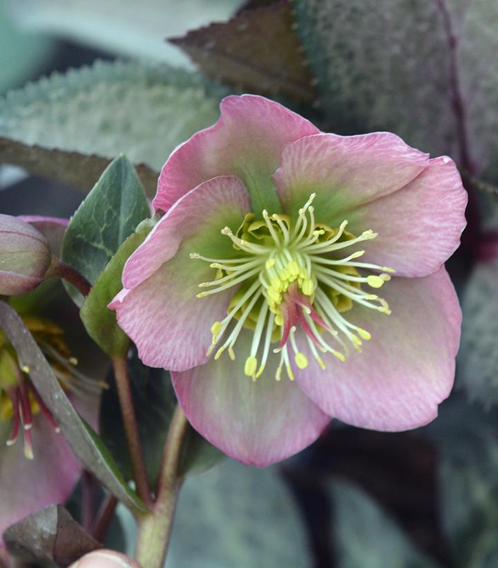 HELLEBORUS X FROSTKISS `DOROTHY`S DAWN`