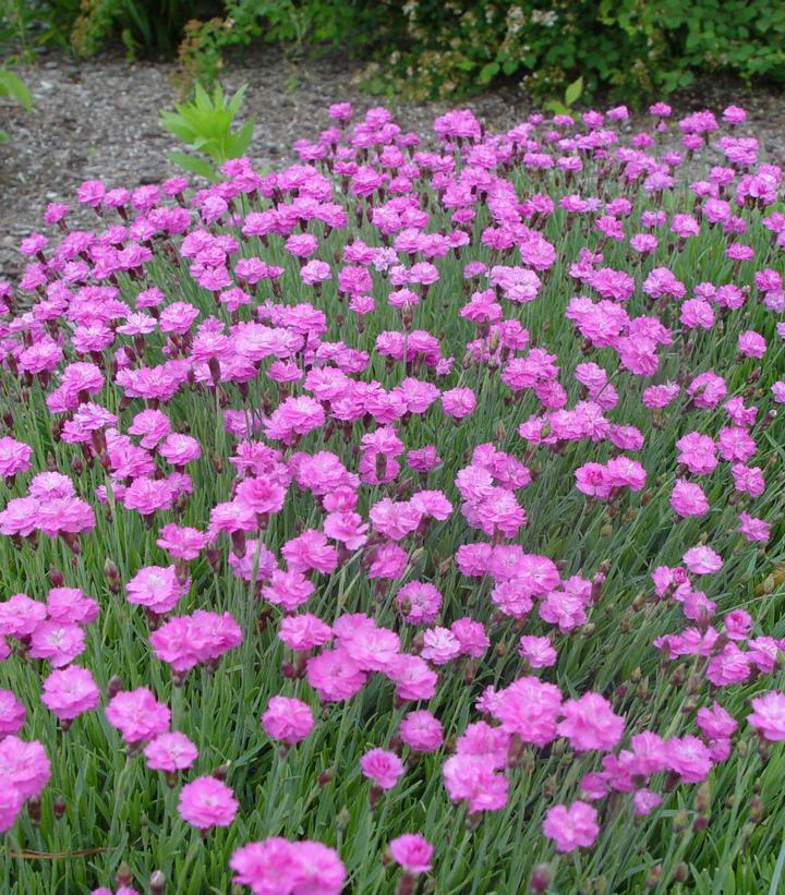 DIANTHUS GRATIANOPOLITANUS `TINY RUBIES` - 3`` POT