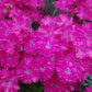 DIANTHUS `NEON STAR`