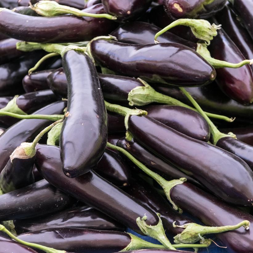 EGGPLANT `ORIENT EXPRESS`