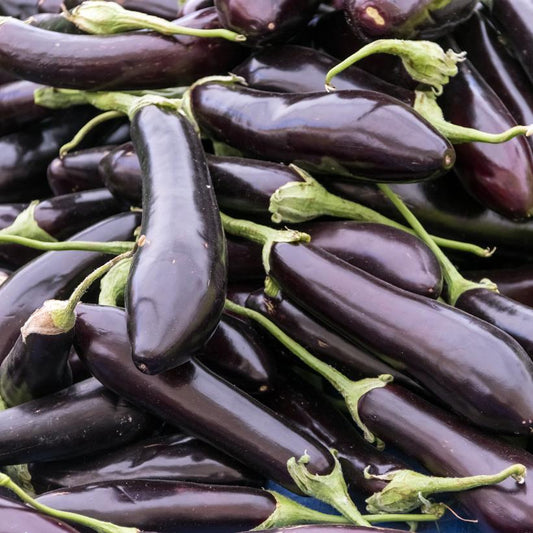 EGGPLANT `ORIENT EXPRESS`
