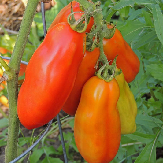 TOMATO `MARIANA` (PASTE)